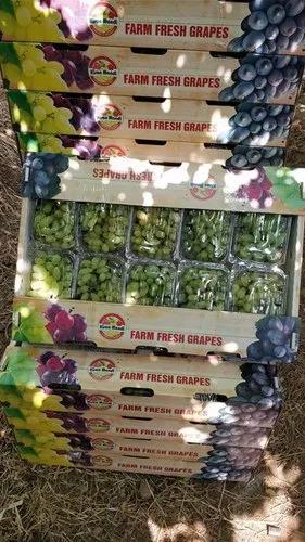 🍇 Fresh grape exports continue to expand