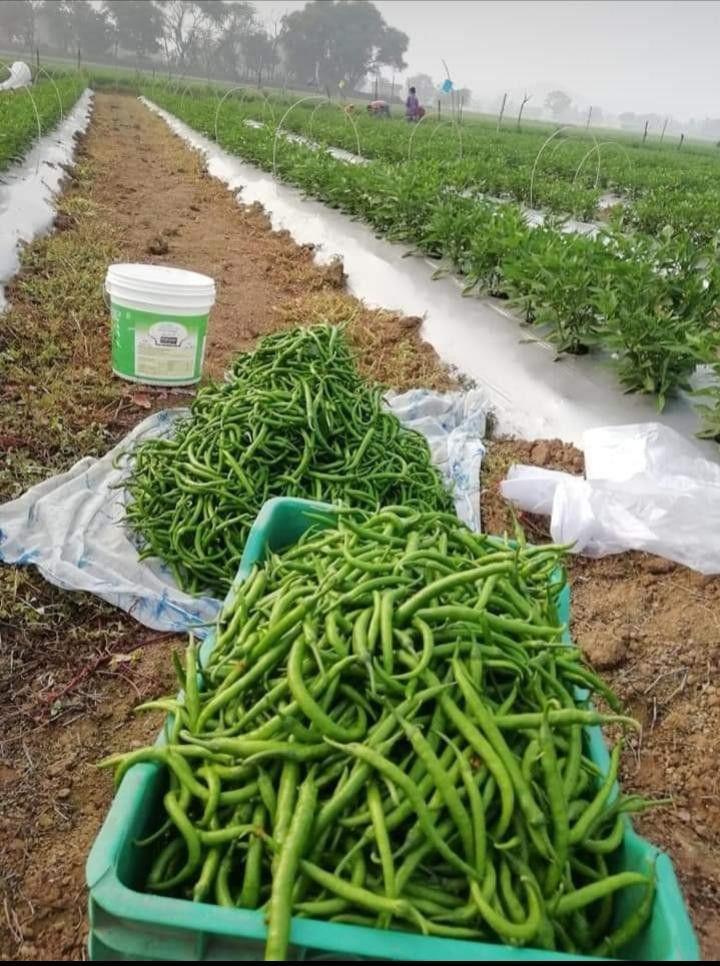 Green Chilli