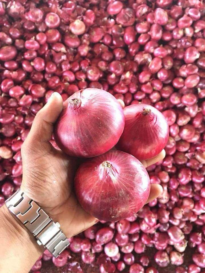 Premium Onions
