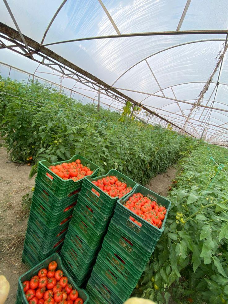 Tomato
